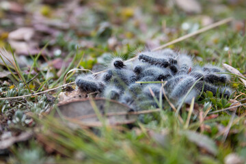 set of processionary caterpillar, nest, in its first days of life during the beginning of winter.