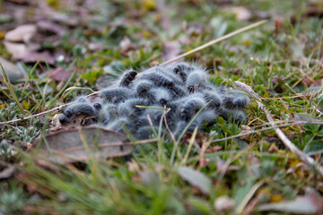set of processionary caterpillar, nest, in its first days of life during the beginning of winter.