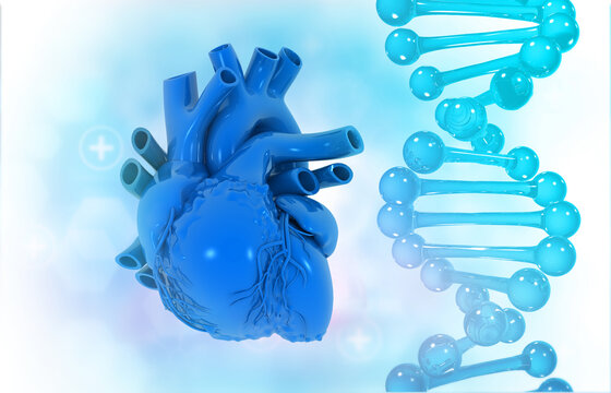 Human heart with dna strand . 3d illustration.