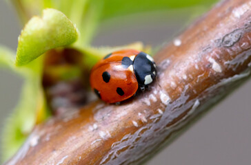 Ladybug on a tree branch in spring. Macro