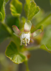Flower on gooseberry in spring.