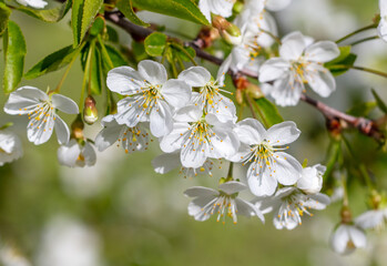 Flowers on a cherry tree in spring.