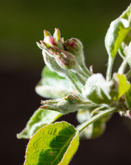 Opening flowers on a pear tree in spring.