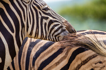 Burchell's Zebra heard in the green plains of Hluhluwe-umfolozi National Park South Africa