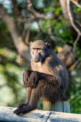 Young Chacma Baboon sitting on a fencepost in the early morning light.