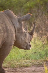Obraz premium Southern White Rhino resting near a waterhole in Hluhluwe, South Africa