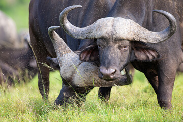 Obraz premium Herd of African Buffalo in the long green grass