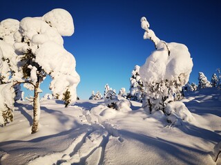 snow covered trees