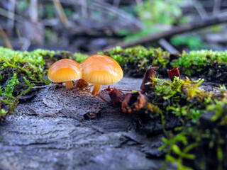 Mushroom Flammulina velutipes (honey agarics) growing on a tree in green moss