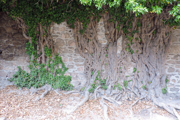 An evergreen common ivy climbing up a stone wall, old woody crooked stems