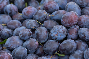 Bistritene  plums exposed for sale at the fair in Bistrita,Romania 2023