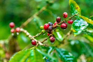 ripe coffee fruits on a branch in the rain forest in the rain