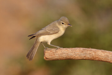 standing on branch Eastern Olivaceous Warbler