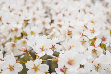 cherry blossom somei yoshino