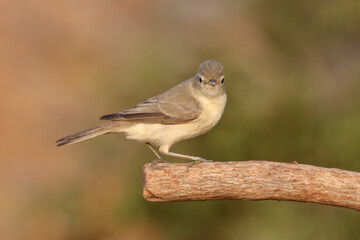 standing on branch Eastern Olivaceous Warbler