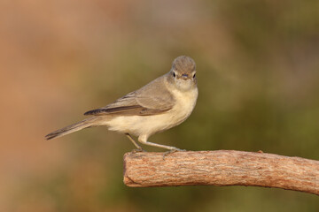 standing on branch Eastern Olivaceous Warbler