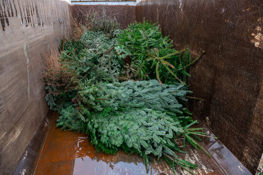 Collecte des sapins de Noël en janvier afin d'être recyclés. Stockage en benne avant envoi pour compostage