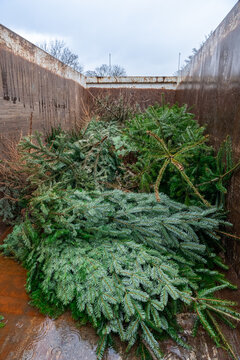 Collecte des sapins de Noël en janvier afin d'être recyclés. Stockage en benne avant envoi pour compostage