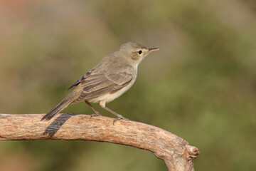 standing on branch Eastern Olivaceous Warbler