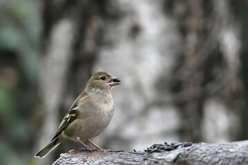 pinson des arbres femelle 2