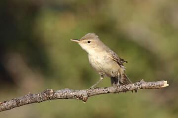 Obraz premium standing on branch Eastern Olivaceous Warbler