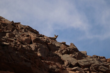Red fox (Vulpes vulpes) on a mountain near Aswan 