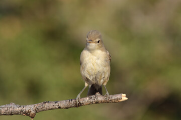 standing on branch Eastern Olivaceous Warbler