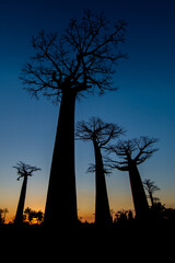 Fototapeta na wymiar Dark silhouette of three tall baobab trees on a dark blue background during the sunset. Avenue of the Baobabs. Alley of the Baobabs. Madagascar. 