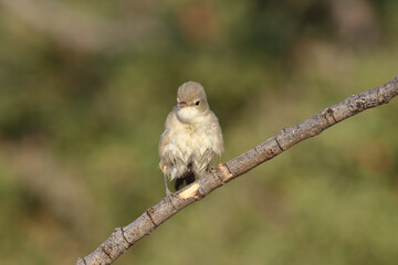 standing on branch Eastern Olivaceous Warbler