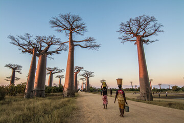 Malagasy people walking down the Avenue  of Baobab carrying baskets on their heads during the...