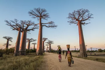 Foto op Plexiglas Malagasy people walking down the Avenue  of Baobab carrying baskets on their heads during the sunset. Avenue of the Baobabs. Alley of the Baobabs. Madagascar.  © Martin