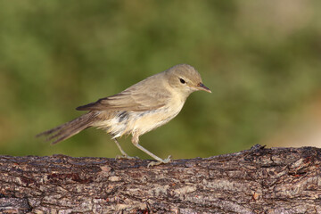 standing on branch Eastern Olivaceous Warbler