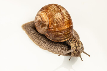 big snail on white background. Helix pomatia, Burgundy, Roman, escargot