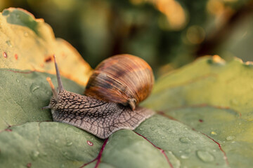 garden snail close up on a leaf. Helix pomatia also Roman snail, burgundy snail, edible snail or escargot