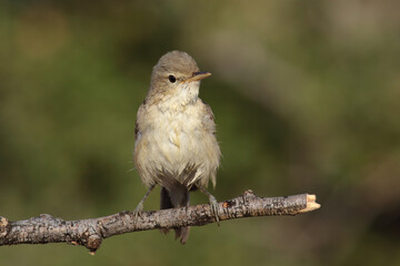 standing on branch Eastern Olivaceous Warbler