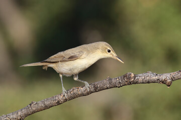 standing on branch Eastern Olivaceous Warbler