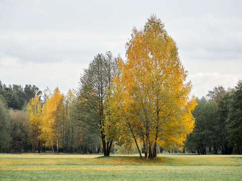 Autumn landscape. Yellow trees on a green lawn