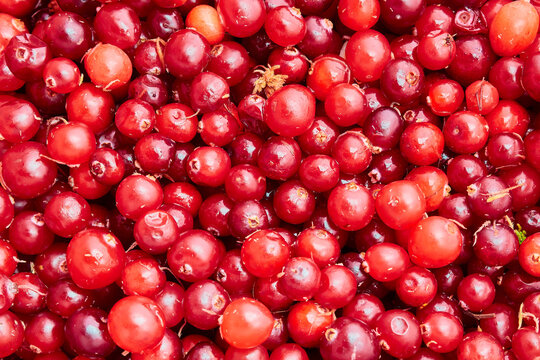 Ripe red cranberries close up. Autumn cranberry.