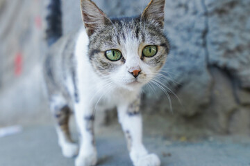 Naklejka premium 猫