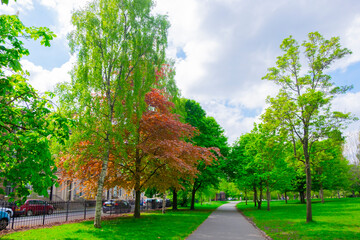 新緑_イギリスの公園