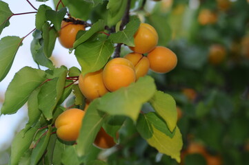 Apricot tree, Fresh apricot. 
