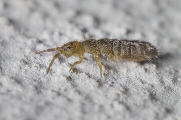 small Springtail 2 mm  Collembola  on the wall