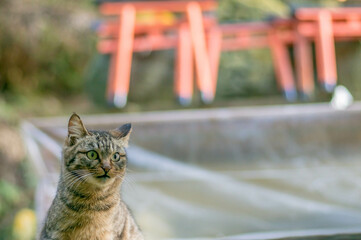 Obraz premium 京都 伏見稲荷大社に暮らす驚いた表情の野良猫