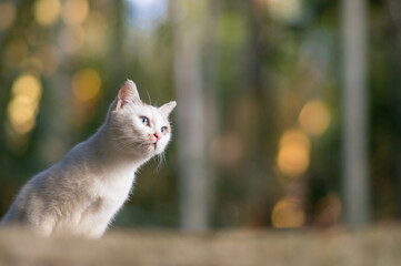 京都 黄昏時の伏見稲荷大社の森に暮らす野生の白猫