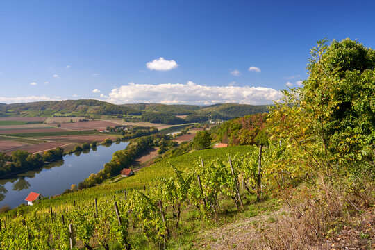  Weinbergterassen zwischen Gambach und  Karlstadt im Naturschutzgebiet Grainberg-Kalbenstein , Landkreis Main-Spessart, Unterfranken, Bayern, Deutschland