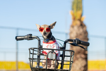 happy dog in sunglasses in a bicycle basket, tourism and travel, summer vacation
