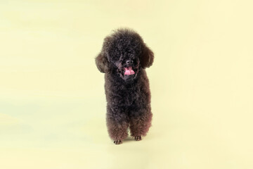 Charming black poodle stands on a yellow background