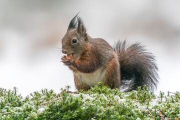 Naklejka na ściany i meble Beautiful Eurasian red squirrel (Sciurus vulgaris) eating a nut in the forest of the Netherlands covered with snow . 