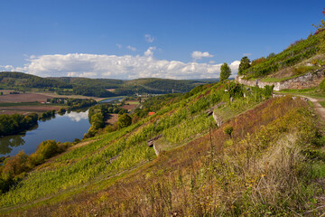  Weinbergterassen zwischen Gambach und  Karlstadt im Naturschutzgebiet Grainberg-Kalbenstein , Landkreis Main-Spessart, Unterfranken, Bayern, Deutschland