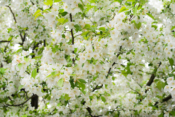 white cherry blossom